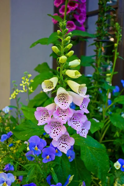 Vertical Shot Spotted Foxglove Flower — Stock Photo, Image