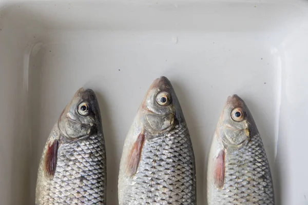 Πάνω Προς Κάτω Πορτρέτο Της Τσιπούρες Από Φρέσκο Ημερήσιο Αλιευμάτων — Φωτογραφία Αρχείου