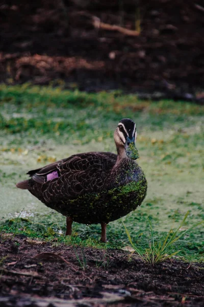 Een Verticaal Schot Van Een Eend Het Groene Gras Overdag — Stockfoto