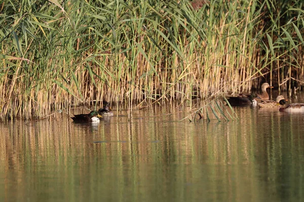 Sazlıkların Yakınındaki Gölde Yüzen Yaban Ördekleri — Stok fotoğraf