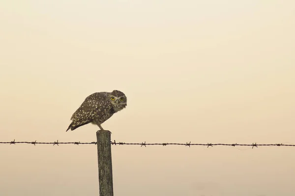 Een Uitzicht Van Een Uil Vogel Staand Een Prikkeldraad Post — Stockfoto