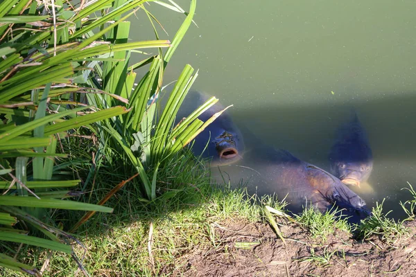 池の表面の鯉のクローズアップショット — ストック写真