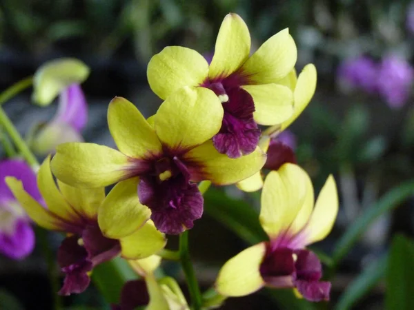 Close Belas Orquídeas Phalaenopsis Fundo Borrado — Fotografia de Stock