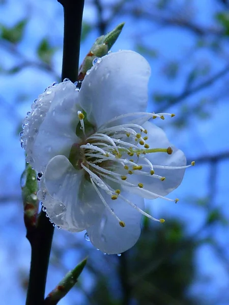 Makro Záběr Rosy Bílém Květu Třešně — Stock fotografie