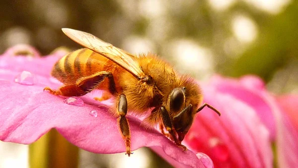 Una Macro Toma Una Abeja Recolectando Néctar Una Flor Rosa —  Fotos de Stock