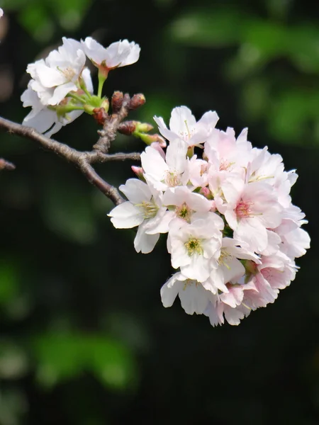 Une Mise Point Sélective Belles Fleurs Cerisier Jour — Photo