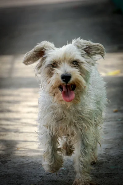 Vertical Shot Cute Little Puppy — Stock Photo, Image