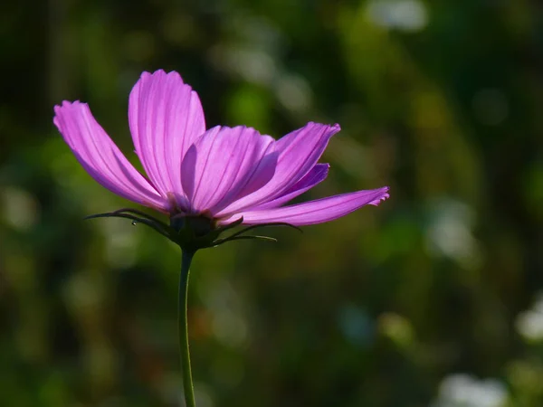 Closeup Shot Beautiful Pink Cosmos Flower — Stock Photo, Image