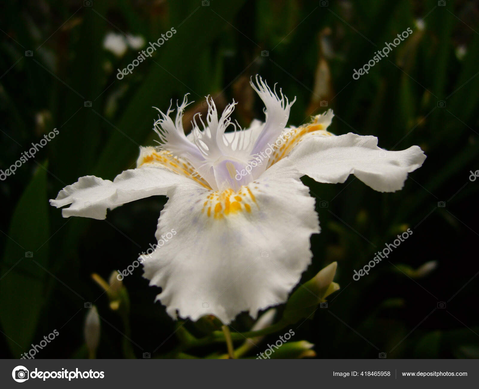 Primer Plano Hermosas Flores Iris Japonica: fotografía de stock © Wirestock #418465958 | Depositphotos Primer Plano Hermosas Flores Iris Japonica: fotografía de stock © Wirestock #418465958 | Depositphotos