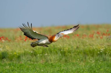 A great bustard flying over a meadow clipart