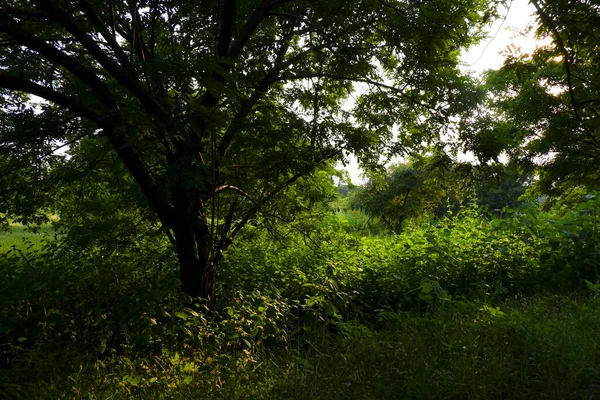Vacker Bild Damm Nära Ljus Grön Skog — Stockfoto