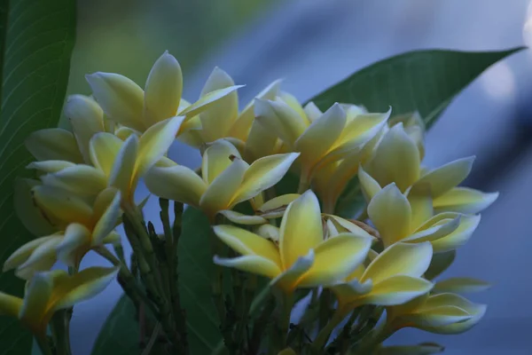 Een Close Shot Van Frangipani Bloemen — Stockfoto