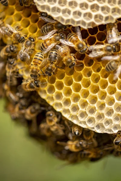 Colonia Api Selvatiche Apis Mellifera Carnica Api Mellifere Occidentali Strati — Foto Stock