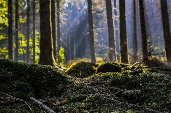 Ένα Όμορφο Δάσος Βρύα Ακτίνες Του Ήλιου — Φωτογραφία Αρχείου