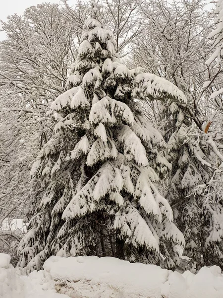 Uma Bela Foto Árvores Cobertas Neve Durante Inverno Sandberg Alemanha — Fotografia de Stock