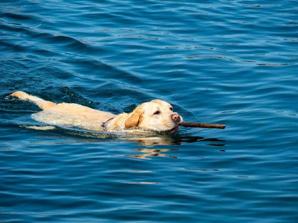 Een Vertederende Labrador Retriever Hond Die Het Water Speelt — Stockfoto