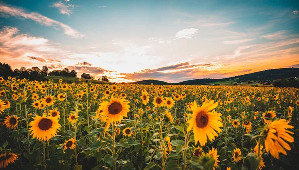 Das Sonnenblumenfeld Schimmert Unter Dem Sonnenuntergang Und Dringt Durch Die — Stockfoto