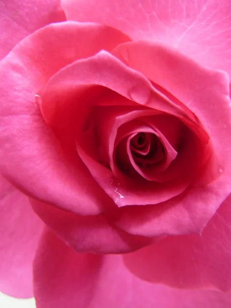 Tiro Close Uma Bela Rosa Rosa Flor — Fotografia de Stock
