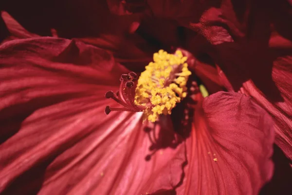 Güzel Kırmızı Bir Amber Çiçeğinin Yakın Çekimi — Stok fotoğraf