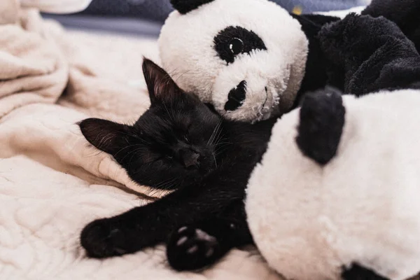Μια Χαριτωμένη Μαύρη Γάτα Ξαπλωμένη Κοντά Ένα Παιχνίδι Πάντα — Φωτογραφία Αρχείου