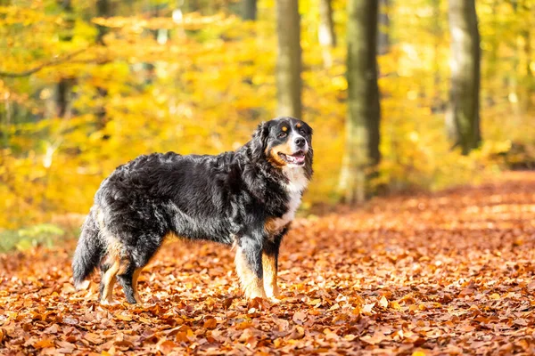 Nahaufnahme Eines Süßen Berner Sennenhundes Herbst — Stockfoto