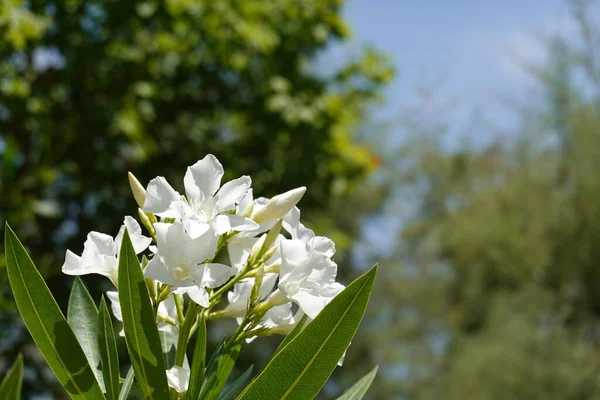 Enfoque Selectivo Flores Blancas —  Fotos de Stock
