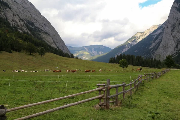 Gros Plan Sur Les Alpages Les Prairies Des Alpes Autrichiennes — Photo