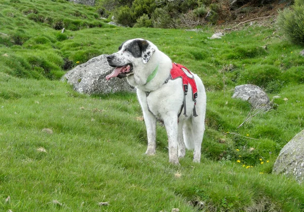 Una Vista Ipnotizzante Cane Adorabile Montagna — Foto Stock