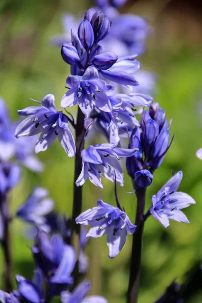 Tiro Close Belas Flores Silvestres Azuis Crescendo Campo — Fotografia de Stock