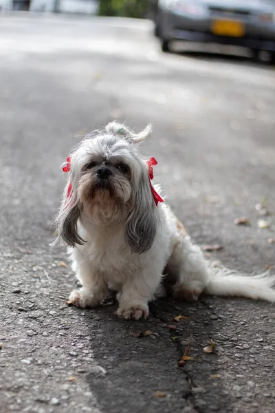 Pionowe Ujęcie Uroczego Shih Tzu Różowymi Kokardkami Ulicy — Zdjęcie stockowe