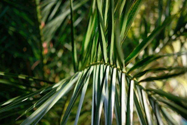 Primer Plano Hojas Palmera —  Fotos de Stock