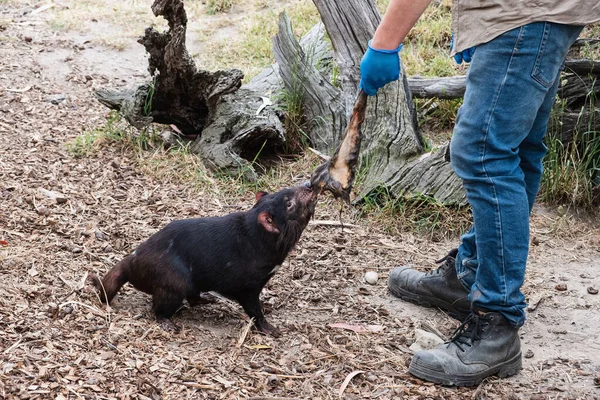Feeding of Tasmanian devil by a male animal keeper