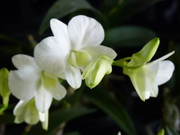 Een Close Shot Van Witte Dendrobium Phalaenopsis Orchidee — Stockfoto