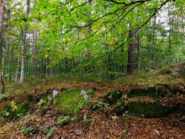 Uma Vista Trilha Junto Com Árvores Plantas Uma Floresta Larvik — Fotografia de Stock