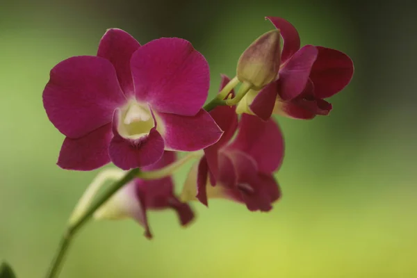 Zbliżenie Ujęcie Orchidei Filipin Zamazanym Tle — Zdjęcie stockowe