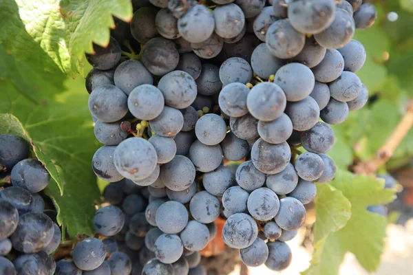 Primer Plano Uvas Maduras Las Vides Que Crecen Viñedo —  Fotos de Stock