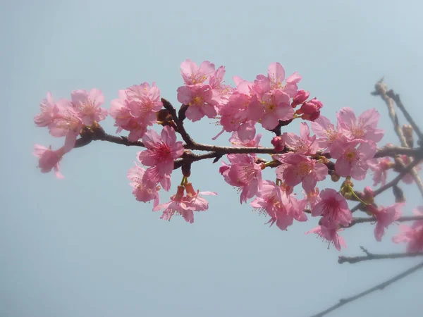 아름다운 벚꽃이 매혹적 — 스톡 사진
