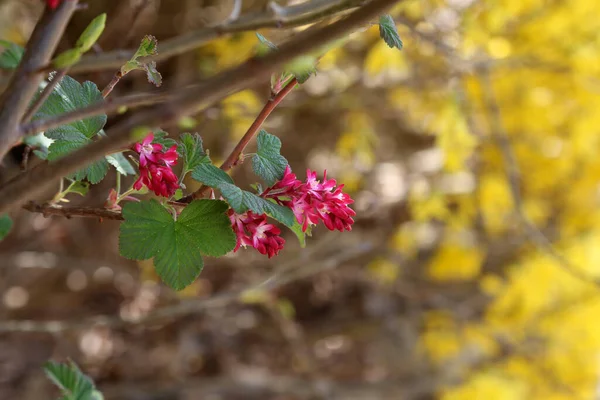 Eine Selektive Fokusaufnahme Der Blüte Von Ribes Sanguineum Frühling — Stockfoto