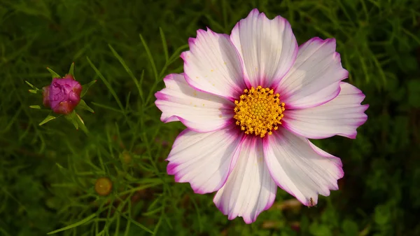 Plano Vista Superior Una Flor Mexicana Aster — Foto de Stock