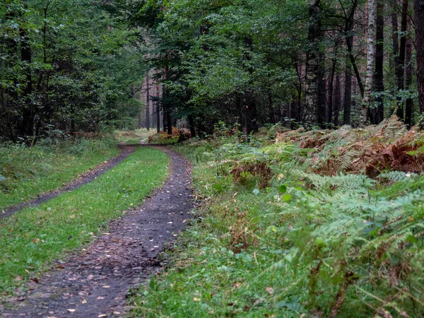 Een Prachtig Shot Van Een Bos Landschap Onder Het Zonlicht — Stockfoto