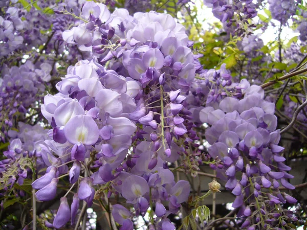 美しい紫色の藤の花の選択的フォーカスショット — ストック写真