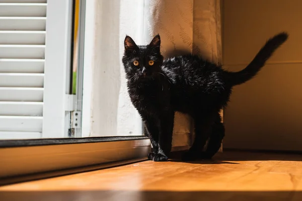 Чорний Кіт Зеленими Очима Будинку — стокове фото