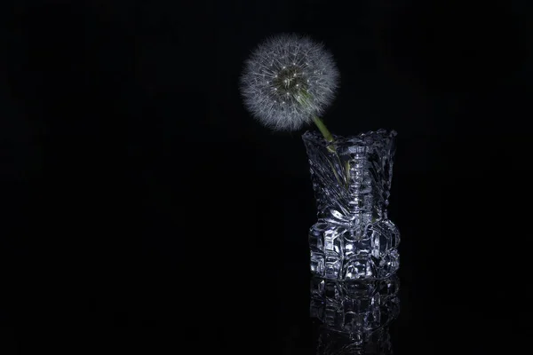 Siyah Arka Planda Izole Edilmiş Karahindiba Çiçeğinden Bir Üflemeli Top — Stok fotoğraf