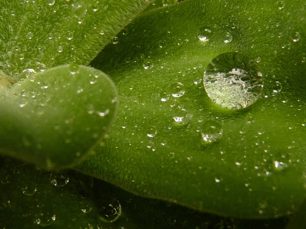 Eine Nahaufnahme Von Tropfen Frischen Klaren Transparenten Wassers Auf Blättern — Stockfoto