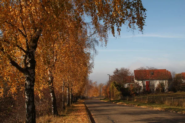 Чудовий Краєвид Осені Концепція Осені Осені — стокове фото