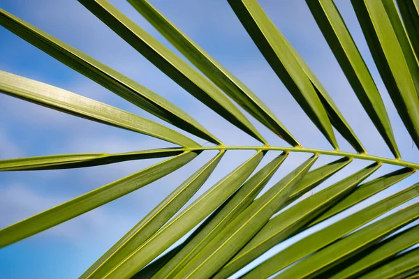 Крупним Планом Знімок Пальмового Дерева Деталі — стокове фото