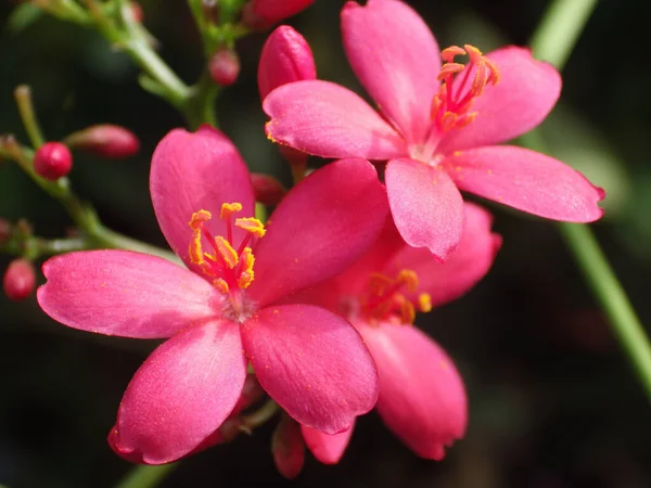 Szelektív Fókusz Lövés Rózsaszín Jatropha Virág — Stock Fotó