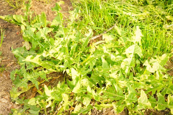 Close Ervas Daninhas Verdes Grama Chão — Fotografia de Stock