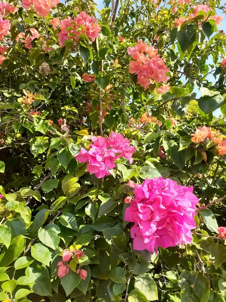 Gros Plan Vertical Fleurs Rose Vif Dans Buisson — Photo