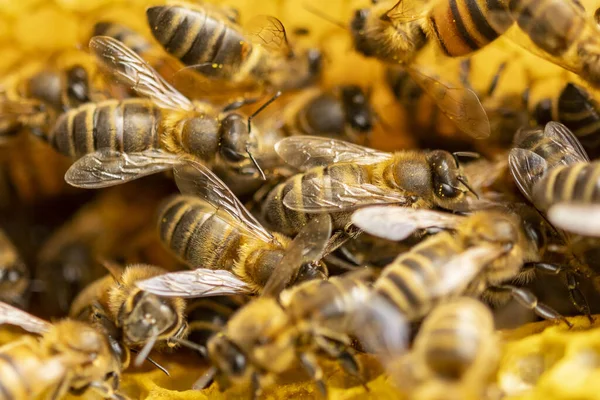 Super closeup macro shot of a colony of wild Apis Mellifera Carnica or Western Honey Bees inside the honeycomb structure